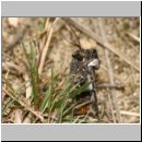 Agrotis vestigialis - Kiefernsaateule 03d.jpg